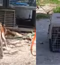 Perrito es rescatado tras vivir amarrado en condiciones de maltrato en Ciudad del Carmen