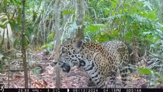 La iniciativa Tech4nature México ha logrado registrar a 16 ejemplares de jaguar en la Reserva Estatal de Dzilam de Bravo