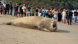 Especialistas señalan que el elefante marino proviene del Océano Pacífico, posiblemente del hemisferio sur, y que ha recorrido miles de kilómetros.

Aunque no representa un riesgo para los seres humanos si se mantiene distancia, se trata de un animal silvestre que puede reaccionar si se siente amenazado.
