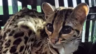 La oportuna intervención de elementos policiales del municipio logró salvar la vida de un ejemplar de tigrillo o margay (leopardus wiedii), especie catalogada como en Peligro de Extinción en el país de acuerdo con la Norma Oficial Mexicana NOM-059-SEMARNAT-2010.