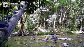 Cámaras captan inusual reunión de zopilotes rey en la selva de Campeche