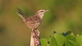 ¿Se esfuma la matraca yucateca? Organización advierte sobre los riesgos que enfrenta la especie