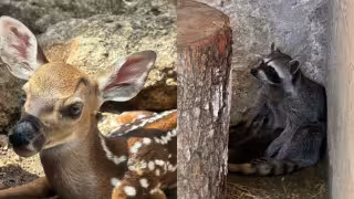 Nacimiento de diversas especies en el zoológico La Reina, evidencia el éxito de su programa de conservación