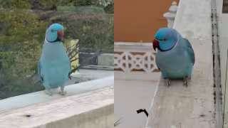 La especie no es originaria del continente americano