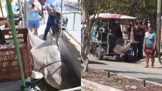 Especialistas señalan que tiburón toro capturado en Celestún pudo ser una hembra