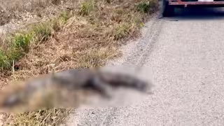 Hallan cocodrilo muerto y en descomposición en la carretera Campeche–Champotón
