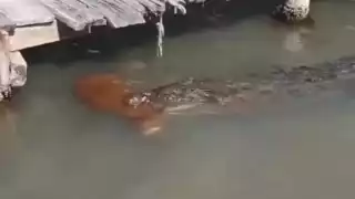 Captan en Tulum a un cocodrilo arrastrando a un perrito en el agua: VIDEO