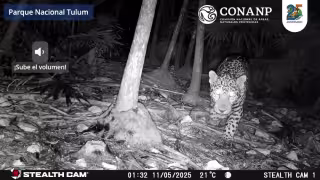 El jaguar se encuentra en peligro de extinción a nivel global