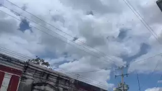 Una gran manga de langostas apareció en el Centro Histórico de Mérida la tarde de este sábado