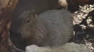 Niños quedan asombrados al conocer a los capibaras en Animaya