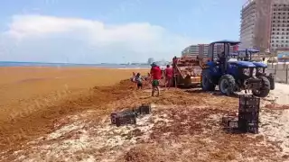 “Planifiqué mis vacaciones y me encuentro con esto": Recale masivo de sargazo en Playa Delfines de Cancún sorprende a turistas