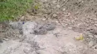 La Policía de Progreso logró reubicar a un ejemplar de Boa imperator con éxito