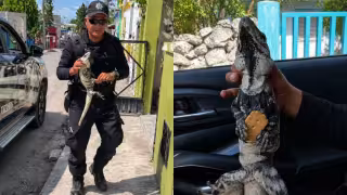 Una de las iguanas implicadas fue liberada en su hábitat natural mientras otra logró escapar
