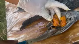 Durante el fin de semana se capturaron ocho ejemplares del pez diablo, dos de ellos con huevas listas para reproducirse, lo que confirma la formación de nidos activos dentro de la laguna. 

La procreación de este animal invasor se da especialmente durante la temporada de lluvias, periodo en el que el macho protege tanto a los huevos como alevines, lo que dificulta las estrategias de control y facilita su rápida expansión en el ecosistema, según la asociación Proyecto Aak Mahahual.