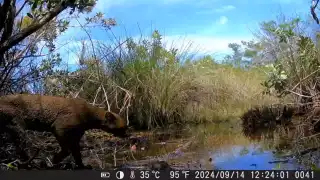 Una cámara trampa, instalada a no más de 200 metros de un desarrollo inmobiliario captó el tránsito de un jaguarundi