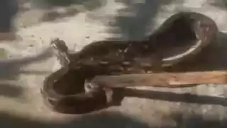 Fauna silvestre en zonas urbanas: vecinos alertan sobre dos serpientes en Bécal