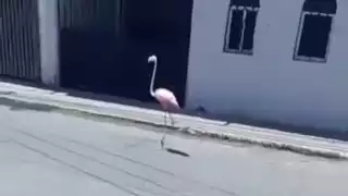 Rescataron a flamenco tras ser apedreado en la Supermanzana 54 de Cancún