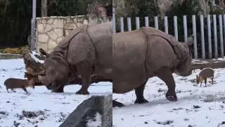 La impactante escena fue captada en el Zoológico de Breslavia, con sede en la ciudad de Wrocław, Polonia.
