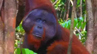 Habitantes de la comisaría de X-Uenkal, comisaría perteneciente al municipio de Tizimín, reportaron el presunto avistamiento de un orangután que, según versiones de los pobladores, habría escapado hace varios años de un circo.

De acuerdo con testimonios, el animal huyó cuando un circo abandonó sus jaulas en la periferia, tras la prohibición de espectáculos con fauna silvestre, internándose en el monte de la región.