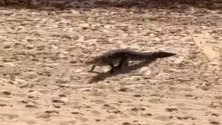 La tranquilidad del animal fue lo que llamó la atención de los presentes