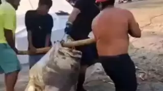 Una cherna gigante de aproximadamente 290 kilos fue capturada por pescadores de Tabasco