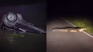 Presuntamente el animal se encontraba sobre la vía