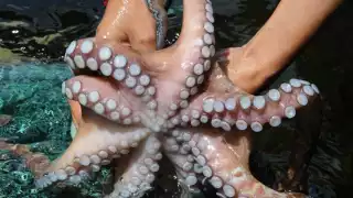 Detectan recale de pulpo en la costa de Progreso