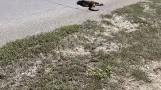 Atropellan mono araña en la carretera federal 307 en Playa del Carmen