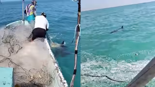 Preocupación en Sabancuy por tiburón visto cerca de la playa