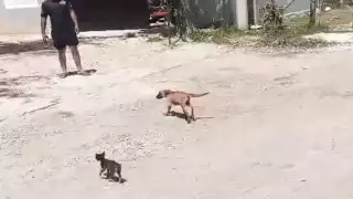 Perrito cae en drenaje y es rescatado sano y salvo en Campeche