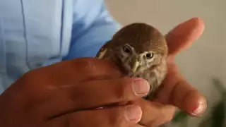 El ave fue trasladada al Parque Zoológico del Centenario para su valoración veterinaria tras un reporte ciudadano. Aunque es pequeño, esta ave rapaz es un depredador ágil y su canto suele escucharse en distintas zonas de la ciudad.