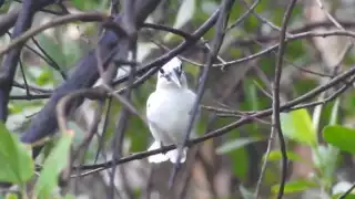 Avistan en Ciudad del Carmen a un ejemplar de martín pescador verde con leucismo
