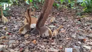 El Clan Coatí, un grupo de voluntarios, ha liderado jornadas de limpieza en el parque, beneficiando a más de 300 coatíes