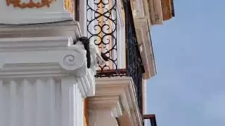 Solidaridad por un gato en peligro en la calle 10 por 51