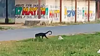Mono saraguato baja de los árboles en Champotón por el intenso calor