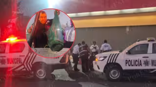 Rescatan a oso hormiguero en Champotón: era llevado en un morral por hombre en situación de calle