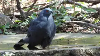 Regularmente, las aves suelen entrar en contacto con el agua para mantener su plumaje en óptimas condiciones, lo que les garantiza un vuelo eficiente. Además, se libran de piojos o ácaros, eliminan exceso de grasa y células muertas, al tiempo que regulan su temperatura corporal durante los meses de intenso calor.