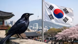 El 21 de marzo de 2025, la plataforma eBird confirmó el registro de un zanate mexicano o kau en la ciudad de Busan, Corea del Sur.

Esta especie es originaria de las zonas costeras del Golfo de México y Centroamérica, y es considerada invasora debido a su gran capacidad de adaptación y expansión

Se cree que el ave pudo llegar de forma accidental en una embarcación desde América, ya que no es migratoria.