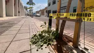 Los árboles fueron plantados recientemente y ahora fueron vandalizados