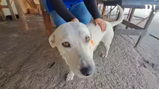 La familia de perritos han ayudado a cuidar los locales del Mercado, impidiendo varios robos a los comerciantes