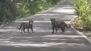 Jaguares son captados cruzando carretera en la Reserva de la Biosfera de Calakmul