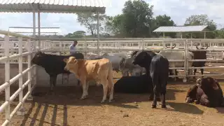 La frontera se cerró a la exportación de ganado mexicano hacia EU en mayo, luego de que se detectaran casos del gusano barrenador del ganado