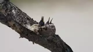 Sisal: captan a crías de colibrí tijereta mexicano, especie en peligro de extinción