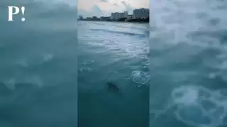 La fauna marina del Caribe Mexicano es considerada un atractivo turístico para los visitantes