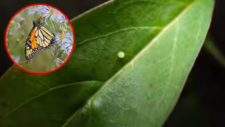 El registro se logró gracias a labores de monitoreo ambiental en zonas urbanas, donde personal de la Dirección de Conservación y Educación Ambiental identificó plantas de algodoncillo con presencia de huevecillos.

De acuerdo con el biólogo Rafael Chacón Díaz, este descubrimiento confirma una fase reproductiva de la especie, cuando históricamente la monarca solo había sido considerada de paso migratorio.