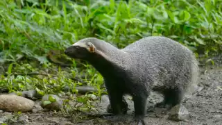 El grisón, mamífero silvestre pariente de los hurones y las nutrias, habita en Yucatán, y se encuentra amenazado por la pérdida de hábitat, la cacería, la presencia de fauna feral en áreas natural y por atropellamientos en carreteras.