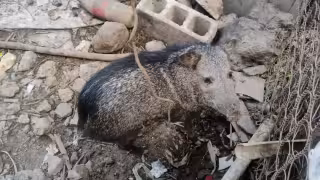 La Profepa rescata 103 especies silvestres en nueve inspecciones en Mérida y sus alrededores