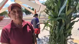 Comunidades de Aprendizaje Campesinas celebran maíz y productos del campo