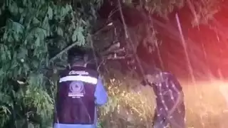 Árboles caídos obstruyen vía estatal; Protección Civil atiende emergencia