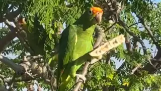 Loro alimentándose en un árbol de Mérida causa sensación